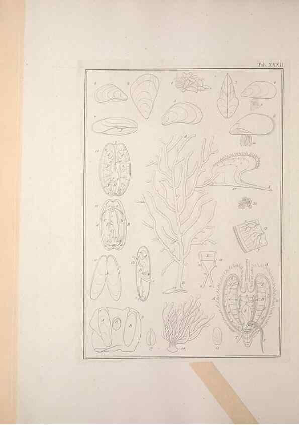 Reproducción/Reproduction 49831158887: Testacea utriusque Siciliae eorumque historia et anatome :. Parmae :Ex regio typographeio,MDCCXCI-MDCCCXXVI [1791-1827]. 