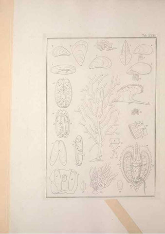 Reproducción/Reproduction 49831158887: Testacea utriusque Siciliae eorumque historia et anatome :. Parmae :Ex regio typographeio,MDCCXCI-MDCCCXXVI [1791-1827]. 