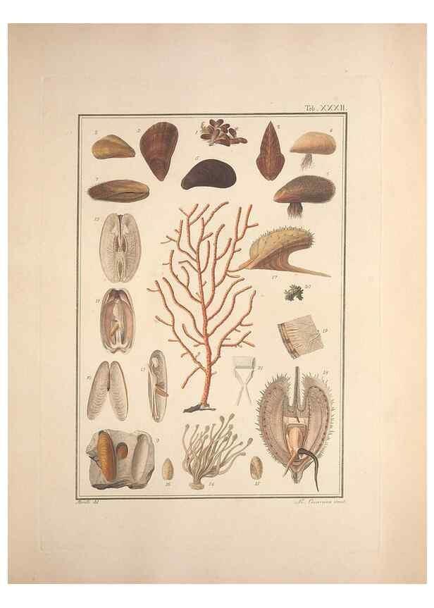 Reproducción/Reproduction 49831159207: Testacea utriusque Siciliae eorumque historia et anatome :. Parmae :Ex regio typographeio,MDCCXCI-MDCCCXXVI [1791-1827]. 