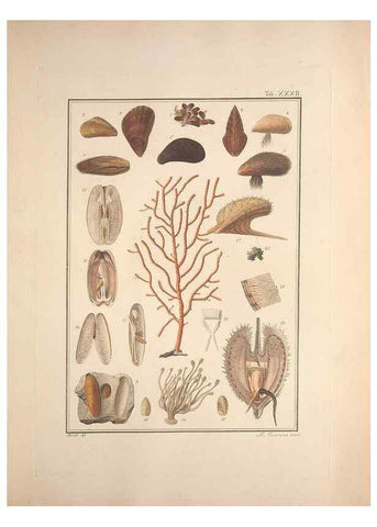 Reproducción/Reproduction 49831159207: Testacea utriusque Siciliae eorumque historia et anatome :. Parmae :Ex regio typographeio,MDCCXCI-MDCCCXXVI [1791-1827]. 