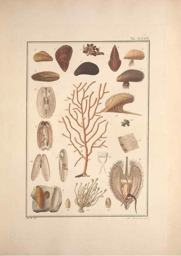 Reproducción/Reproduction 49831159207: Testacea utriusque Siciliae eorumque historia et anatome :. Parmae :Ex regio typographeio,MDCCXCI-MDCCCXXVI [1791-1827]. 