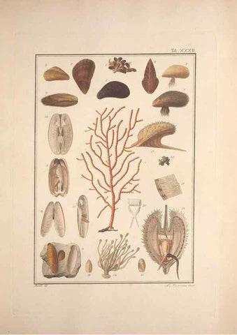 Reproducción/Reproduction 49831159207: Testacea utriusque Siciliae eorumque historia et anatome :. Parmae :Ex regio typographeio,MDCCXCI-MDCCCXXVI [1791-1827]. 