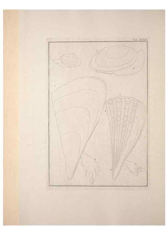 Reproducción/Reproduction 49831159602: Testacea utriusque Siciliae eorumque historia et anatome :. Parmae :Ex regio typographeio,MDCCXCI-MDCCCXXVI [1791-1827]. 
