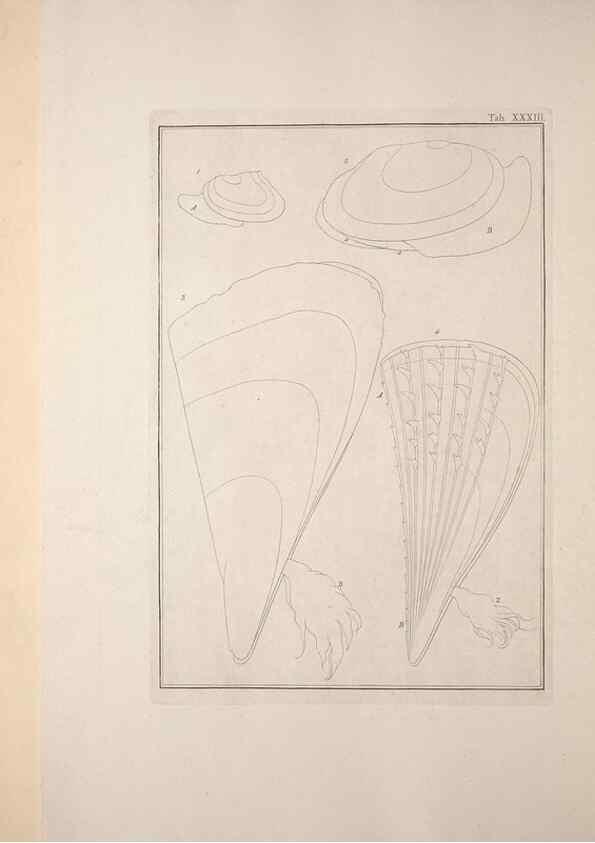 Reproducción/Reproduction 49831159602: Testacea utriusque Siciliae eorumque historia et anatome :. Parmae :Ex regio typographeio,MDCCXCI-MDCCCXXVI [1791-1827]. 