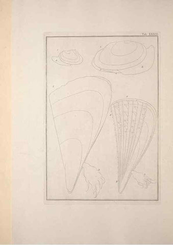 Reproducción/Reproduction 49831159602: Testacea utriusque Siciliae eorumque historia et anatome :. Parmae :Ex regio typographeio,MDCCXCI-MDCCCXXVI [1791-1827]. 