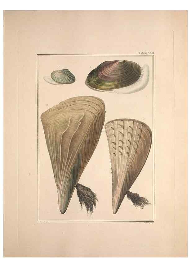 Reproducción/Reproduction 49831159972: Testacea utriusque Siciliae eorumque historia et anatome :. Parmae :Ex regio typographeio,MDCCXCI-MDCCCXXVI [1791-1827]. 