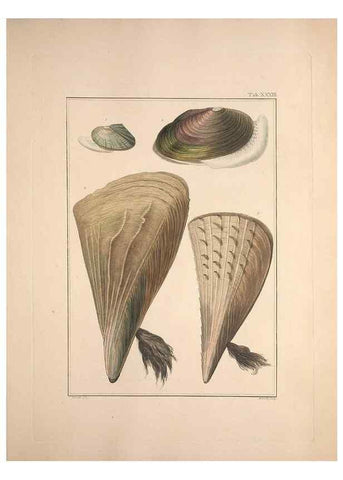 Reproducción/Reproduction 49831159972: Testacea utriusque Siciliae eorumque historia et anatome :. Parmae :Ex regio typographeio,MDCCXCI-MDCCCXXVI [1791-1827]. 