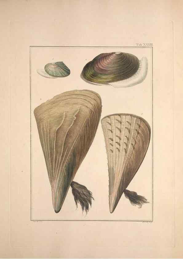 Reproducción/Reproduction 49831159972: Testacea utriusque Siciliae eorumque historia et anatome :. Parmae :Ex regio typographeio,MDCCXCI-MDCCCXXVI [1791-1827]. 