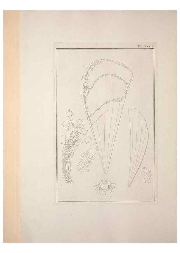 Reproducción/Reproduction 49831160392: Testacea utriusque Siciliae eorumque historia et anatome :. Parmae :Ex regio typographeio,MDCCXCI-MDCCCXXVI [1791-1827]. 