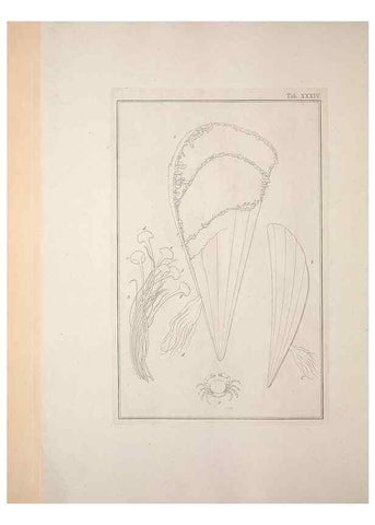 Reproducción/Reproduction 49831160392: Testacea utriusque Siciliae eorumque historia et anatome :. Parmae :Ex regio typographeio,MDCCXCI-MDCCCXXVI [1791-1827]. 