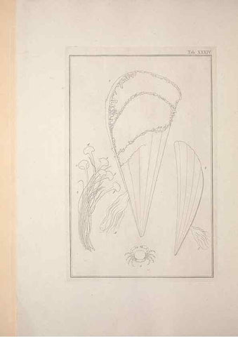 Reproducción/Reproduction 49831160392: Testacea utriusque Siciliae eorumque historia et anatome :. Parmae :Ex regio typographeio,MDCCXCI-MDCCCXXVI [1791-1827]. 