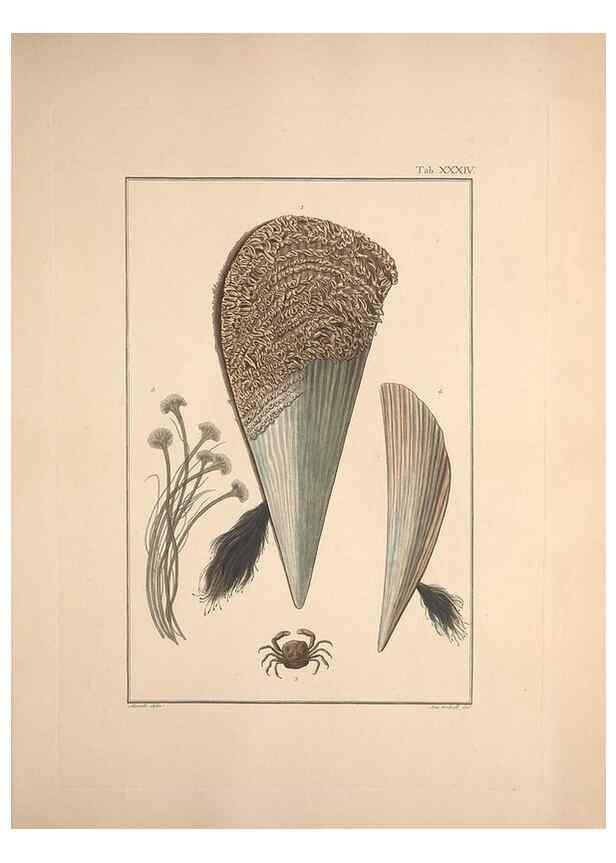 Reproducción/Reproduction 49830319648: Testacea utriusque Siciliae eorumque historia et anatome :. Parmae :Ex regio typographeio,MDCCXCI-MDCCCXXVI [1791-1827]. 