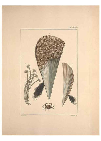 Reproducción/Reproduction 49830319648: Testacea utriusque Siciliae eorumque historia et anatome :. Parmae :Ex regio typographeio,MDCCXCI-MDCCCXXVI [1791-1827]. 