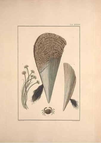 Reproducción/Reproduction 49830319648: Testacea utriusque Siciliae eorumque historia et anatome :. Parmae :Ex regio typographeio,MDCCXCI-MDCCCXXVI [1791-1827]. 