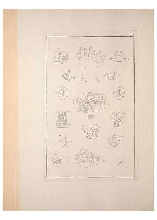 Reproducción/Reproduction 49831137222: Testacea utriusque Siciliae eorumque historia et anatome :. Parmae :Ex regio typographeio,MDCCXCI-MDCCCXXVI [1791-1827]. 
