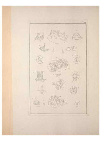 Reproducción/Reproduction 49831137222: Testacea utriusque Siciliae eorumque historia et anatome :. Parmae :Ex regio typographeio,MDCCXCI-MDCCCXXVI [1791-1827]. 