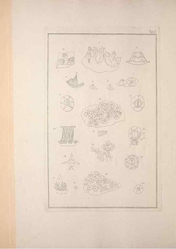 Reproducción/Reproduction 49831137222: Testacea utriusque Siciliae eorumque historia et anatome :. Parmae :Ex regio typographeio,MDCCXCI-MDCCCXXVI [1791-1827]. 