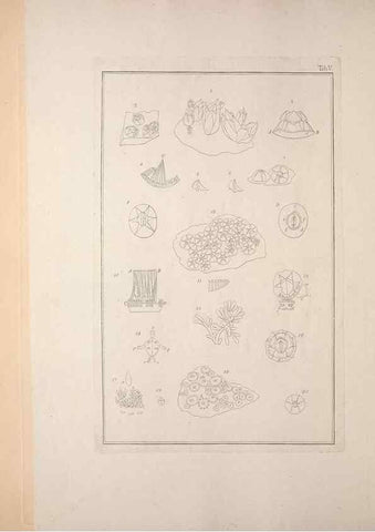 Reproducción/Reproduction 49831137222: Testacea utriusque Siciliae eorumque historia et anatome :. Parmae :Ex regio typographeio,MDCCXCI-MDCCCXXVI [1791-1827]. 