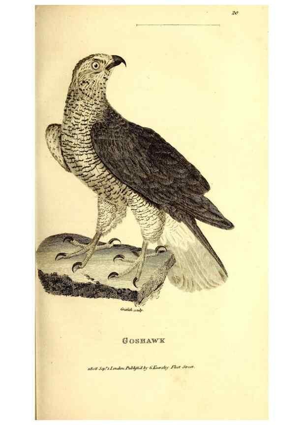 Reproducción/Reproduction 49830058306: General zoology, or Systematic natural history. London,Printed for G. Kearsley,1800-1826.. 