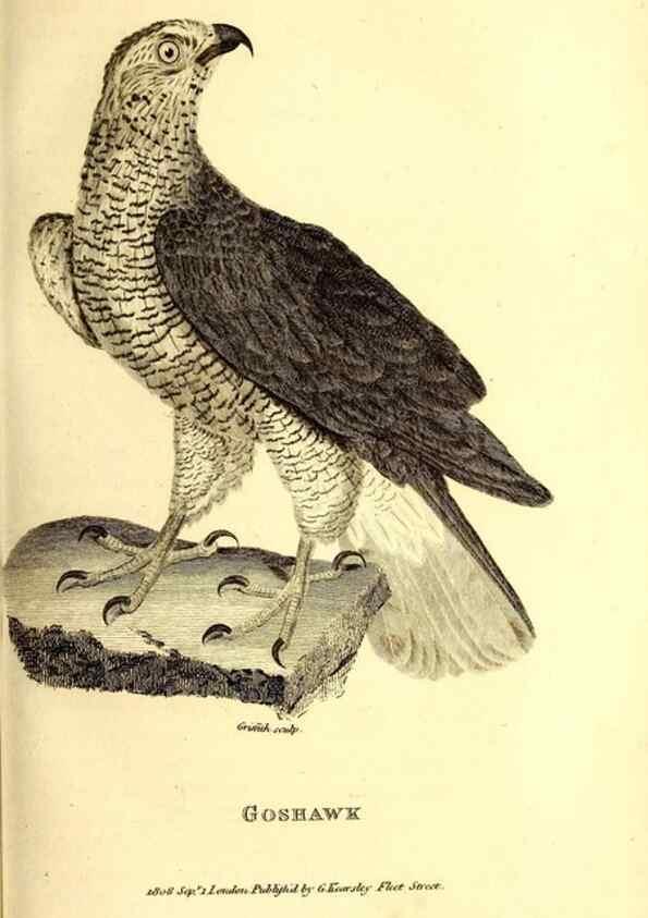 Reproducción/Reproduction 49830058306: General zoology, or Systematic natural history. London,Printed for G. Kearsley,1800-1826.. 