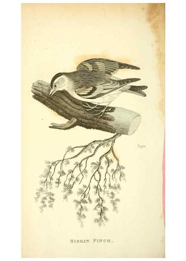 Reproducción/Reproduction 49831102602: General zoology, or Systematic natural history. London,Printed for G. Kearsley,1800-1826.. 