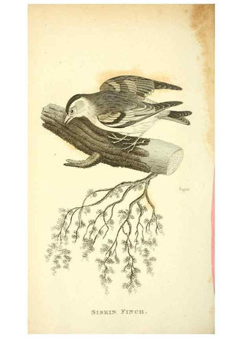 Reproducción/Reproduction 49831102602: General zoology, or Systematic natural history. London,Printed for G. Kearsley,1800-1826.. 