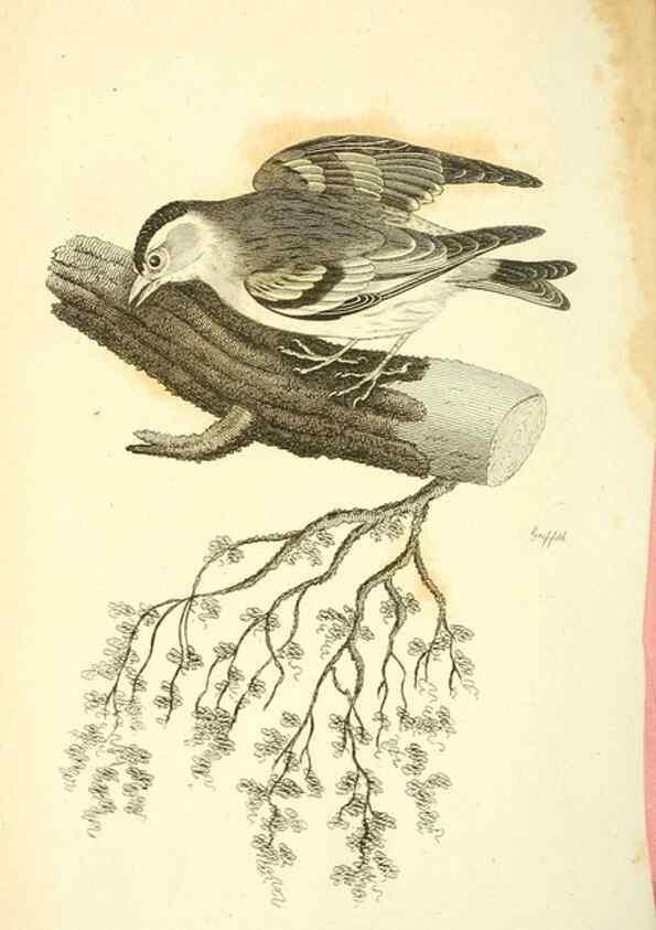 Reproducción/Reproduction 49831102602: General zoology, or Systematic natural history. London,Printed for G. Kearsley,1800-1826.. 