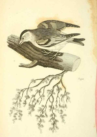 Reproducción/Reproduction 49831102602: General zoology, or Systematic natural history. London,Printed for G. Kearsley,1800-1826.. 