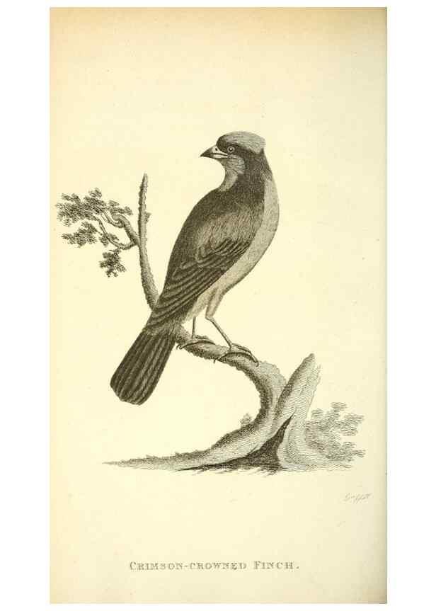 Reproducción/Reproduction 49830260048: General zoology, or Systematic natural history. London,Printed for G. Kearsley,1800-1826.. 
