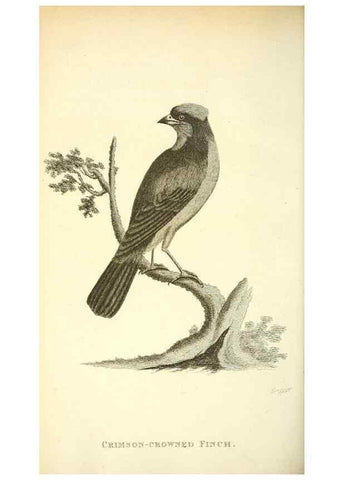 Reproducción/Reproduction 49830260048: General zoology, or Systematic natural history. London,Printed for G. Kearsley,1800-1826.. 