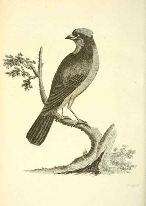 Reproducción/Reproduction 49830260048: General zoology, or Systematic natural history. London,Printed for G. Kearsley,1800-1826.. 
