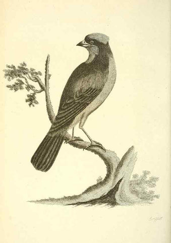 Reproducción/Reproduction 49830260048: General zoology, or Systematic natural history. London,Printed for G. Kearsley,1800-1826.. 