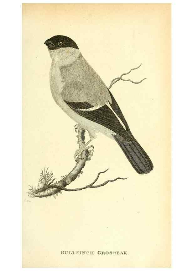 Reproducción/Reproduction 49831095547: General zoology, or Systematic natural history. London,Printed for G. Kearsley,1800-1826.. 
