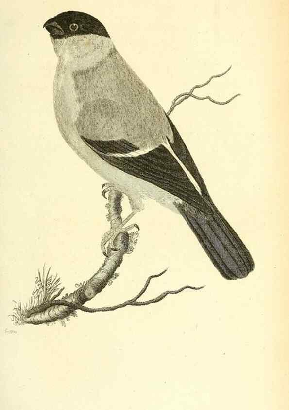 Reproducción/Reproduction 49831095547: General zoology, or Systematic natural history. London,Printed for G. Kearsley,1800-1826.. 