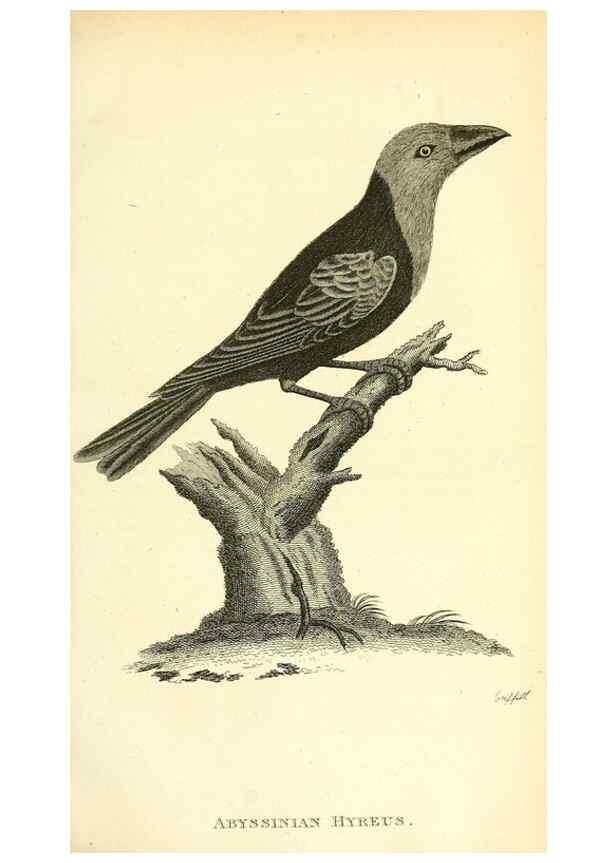 Reproducción/Reproduction 49830254068: General zoology, or Systematic natural history. London,Printed for G. Kearsley,1800-1826.. 