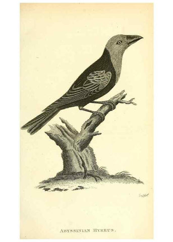 Reproducción/Reproduction 49830254068: General zoology, or Systematic natural history. London,Printed for G. Kearsley,1800-1826.. 