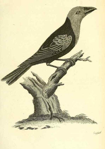 Reproducción/Reproduction 49830254068: General zoology, or Systematic natural history. London,Printed for G. Kearsley,1800-1826.. 