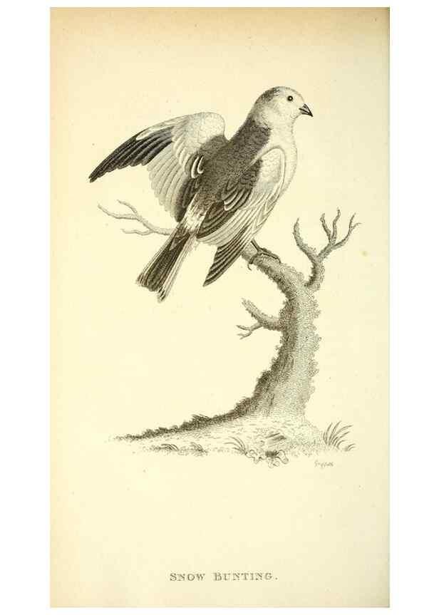Reproducción/Reproduction 49830787361: General zoology, or Systematic natural history. London,Printed for G. Kearsley,1800-1826.. 