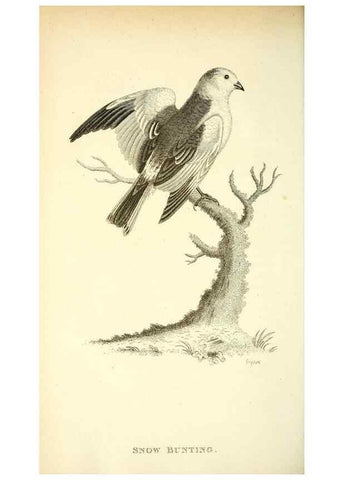 Reproducción/Reproduction 49830787361: General zoology, or Systematic natural history. London,Printed for G. Kearsley,1800-1826.. 