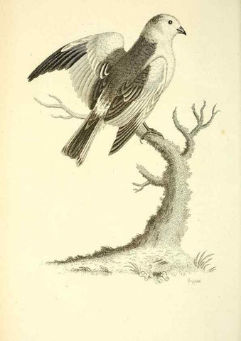 Reproducción/Reproduction 49830787361: General zoology, or Systematic natural history. London,Printed for G. Kearsley,1800-1826.. 