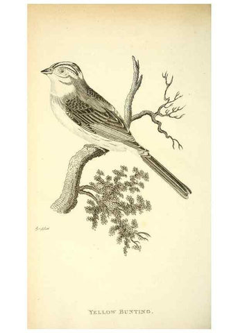 Reproducción/Reproduction 49830254738: General zoology, or Systematic natural history. London,Printed for G. Kearsley,1800-1826.. 