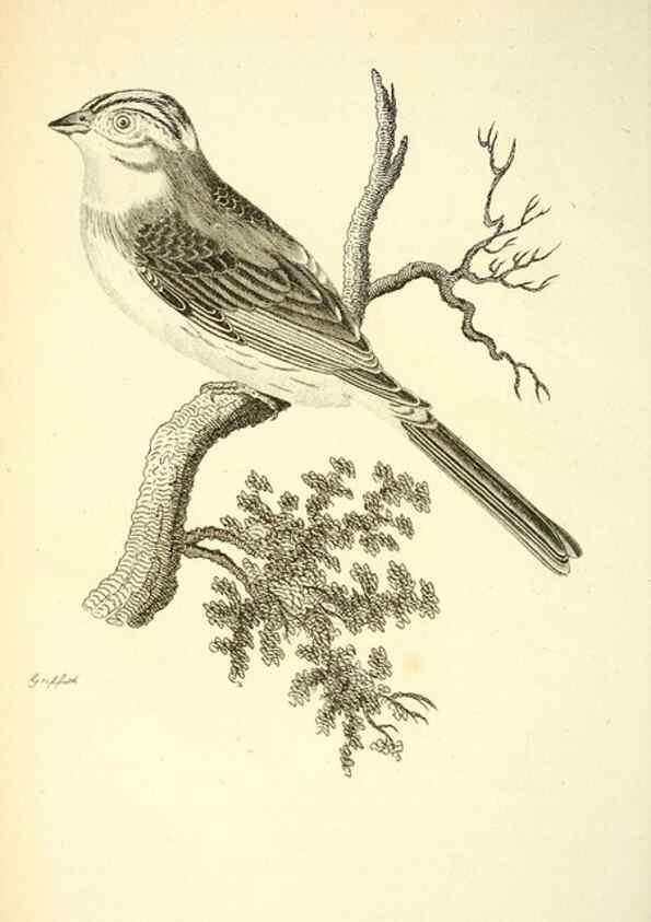 Reproducción/Reproduction 49830254738: General zoology, or Systematic natural history. London,Printed for G. Kearsley,1800-1826.. 