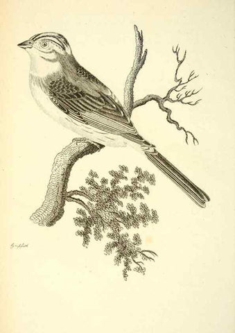 Reproducción/Reproduction 49830254738: General zoology, or Systematic natural history. London,Printed for G. Kearsley,1800-1826.. 