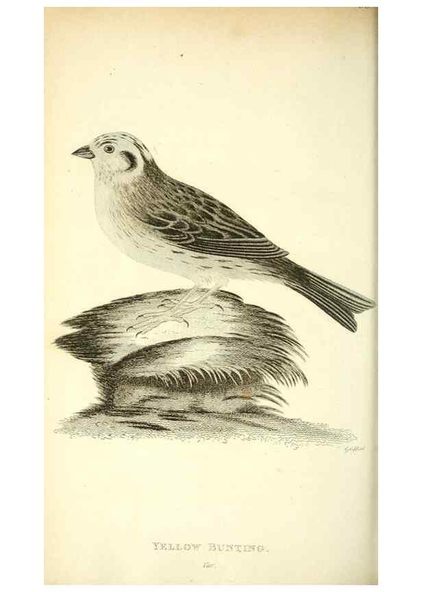 Reproducción/Reproduction 49830788266: General zoology, or Systematic natural history. London,Printed for G. Kearsley,1800-1826.. 