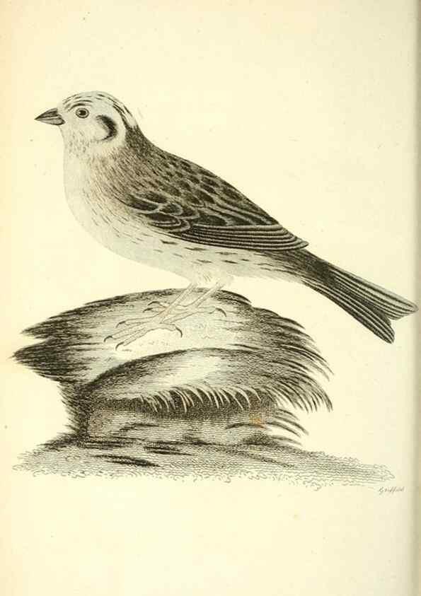 Reproducción/Reproduction 49830788266: General zoology, or Systematic natural history. London,Printed for G. Kearsley,1800-1826.. 
