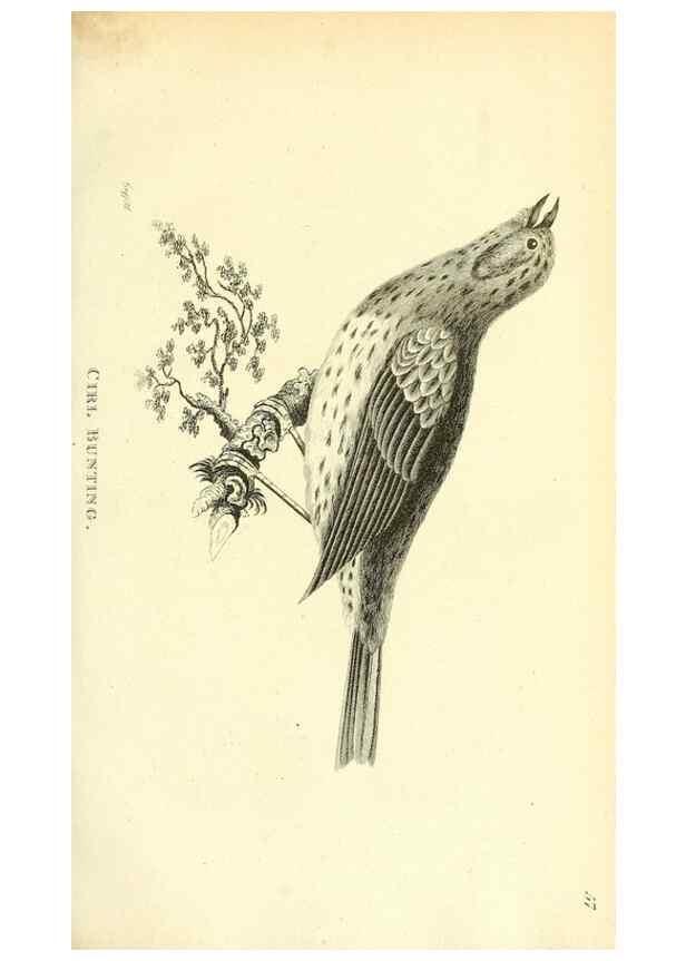Reproducción/Reproduction 49830255628: General zoology, or Systematic natural history. London,Printed for G. Kearsley,1800-1826.. 