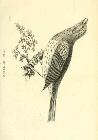 Reproducción/Reproduction 49830255628: General zoology, or Systematic natural history. London,Printed for G. Kearsley,1800-1826.. 