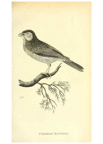 Reproducción/Reproduction 49831097987: General zoology, or Systematic natural history. London,Printed for G. Kearsley,1800-1826.. 