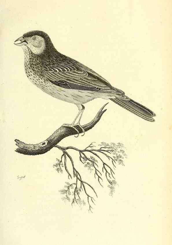 Reproducción/Reproduction 49831097987: General zoology, or Systematic natural history. London,Printed for G. Kearsley,1800-1826.. 