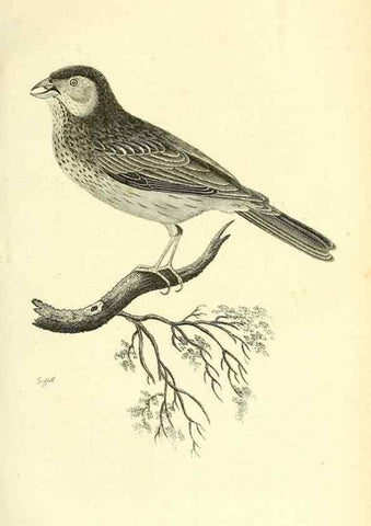 Reproducción/Reproduction 49831097987: General zoology, or Systematic natural history. London,Printed for G. Kearsley,1800-1826.. 